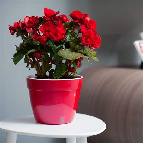 Buy DECOPOTS - 3 Pack - 7.1 Inch - Self Watering Planter - Modern ...