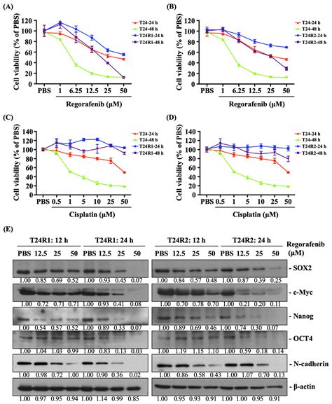 Therapeutic Potential of Regorafenib in Cisplatin-Resistant Bladder ...