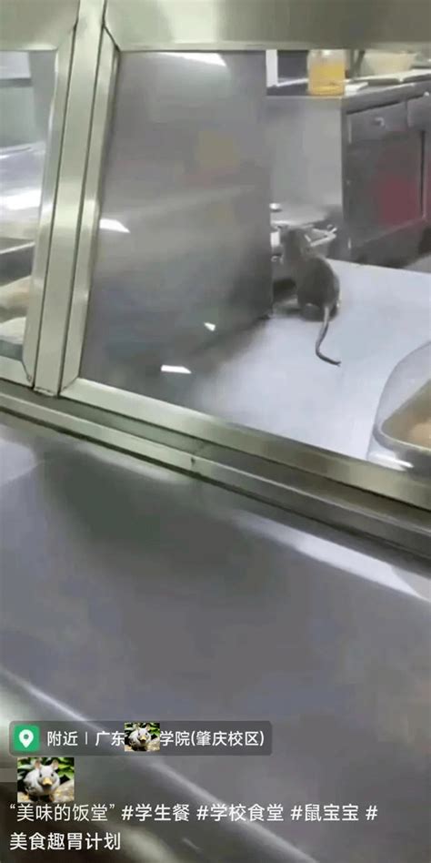 老鼠乱窜！广东某高校惊现老鼠“起立打饭“_食堂_食品_网友
