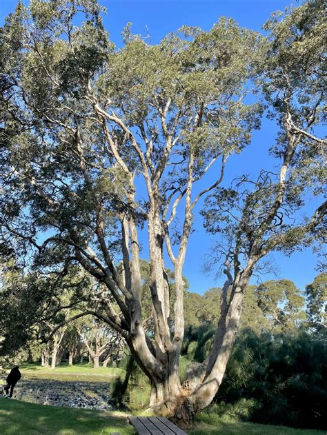 Melaleuca quinquenervia - Broad-leaved Paperbark | Royal Botanic Garden ...