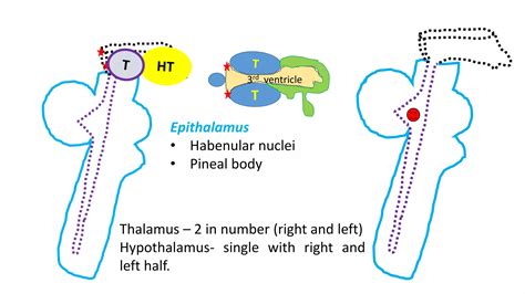 Antomy of Thalamus and hypothalamus | PDF