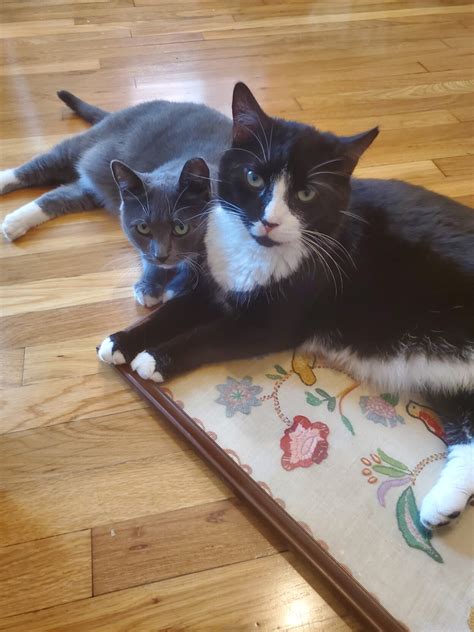 Low Quality Facts: "I bet my girlfriend that this picture of our cats ...
