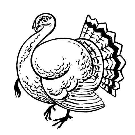 Turkey Drawing {7 Easy Steps}! - The Graphics Fairy