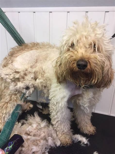 Image result for Groom Cockapoo Feet