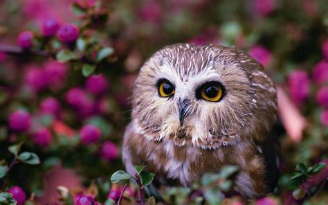 Owls Wallpaper