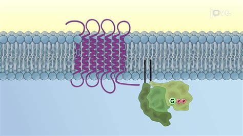 Video: Receptores acoplados a proteína G