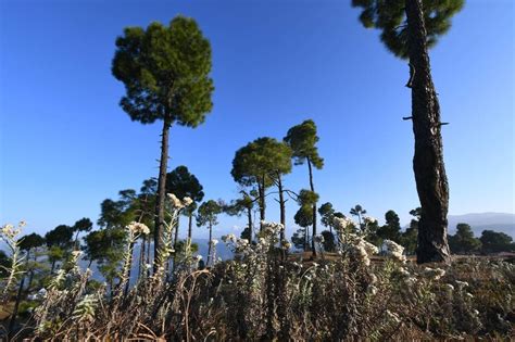 Explore the Best things to do in Kasar Devi- Unforgettable Experiences