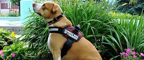 Image result for Service Dog Hand Signals