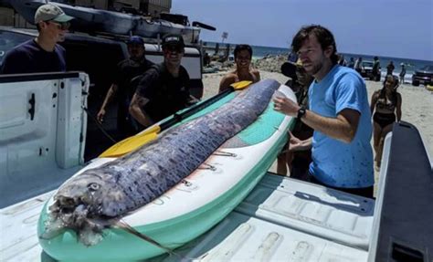 'Doomsday Fish' Surfaces in San Diego: Rare Oarfish Found in California Waters