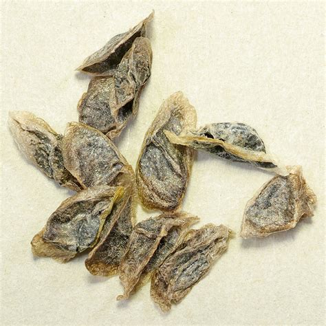 How to grow Aloe arborescens from seeds