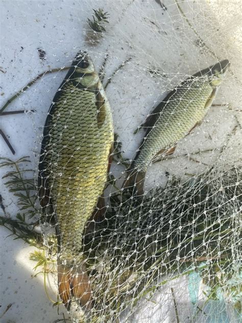 Image result for Catching Shiners with a Cast Net