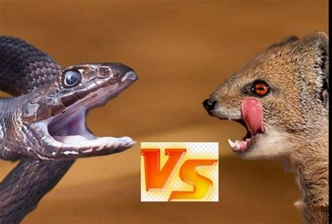 Viral Video Of Fight Between King Cobra And Mongoose People Did ...