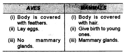 How do Aves differ from Mammals? - CBSE Class 9 Science - Learn CBSE Forum