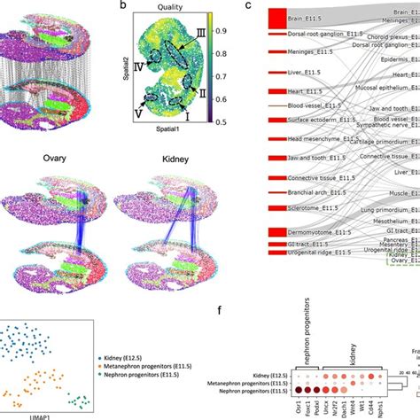 Image result for Mouse Embryo Development