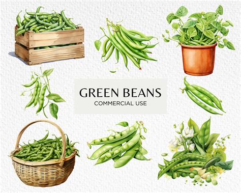 Green Beans Clip Art