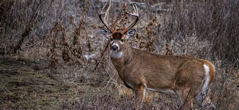 2023 Southeast Region Deer Season Forecast - HuntStand