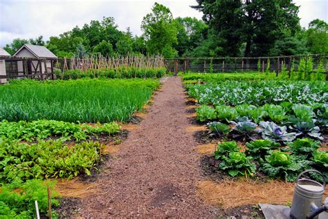 The Martha Stewart Blog : Blog Archive The Vegetable Garden and the ...