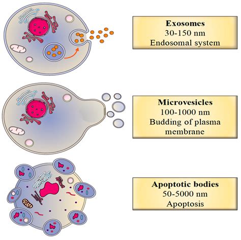 Effects of Chronic Kidney Disease and Uremic Toxins on Extracellular ...