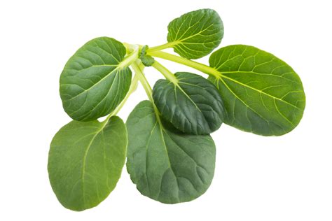 Buy Tatsoi Green Seeds | Best-Quality Non-hybrid Seeds – AllThatGrows