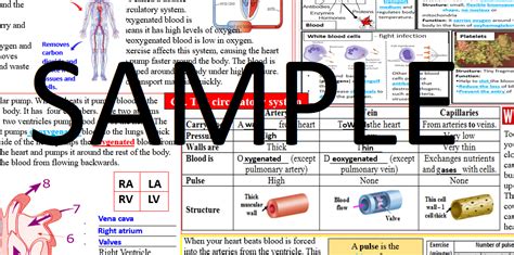 Image result for Circulatory System Tutorial