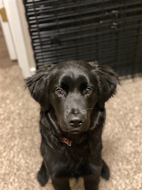 Golden Retriever Black Lab Mix Puppies Sale