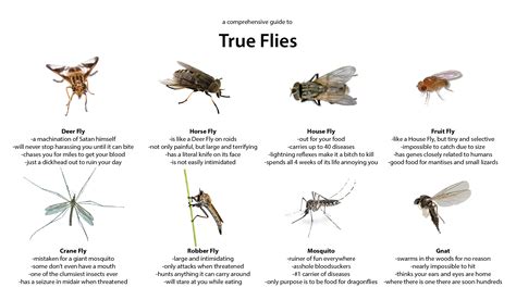 Types Of Small Flies 5 Common Species Of Flies