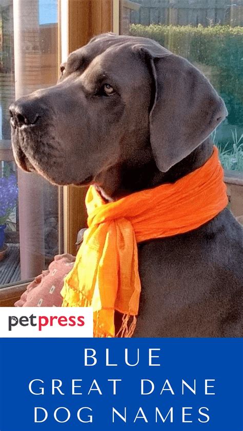 80+ Blue Great Dane Dog Names For Both Male And Female Dogs