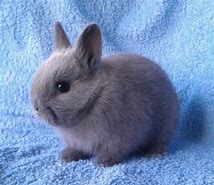 Image result for Wild Baby Bunnies Nest