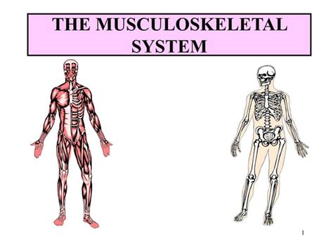 Image result for Skeletal System Muscular System