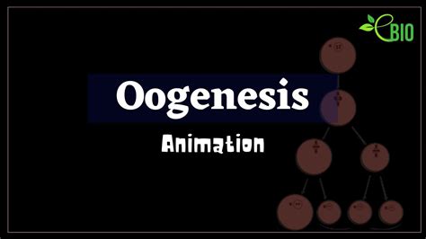 Image result for Oogenesis Animation