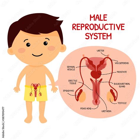 Male Reproductive System Animation 的图像结果