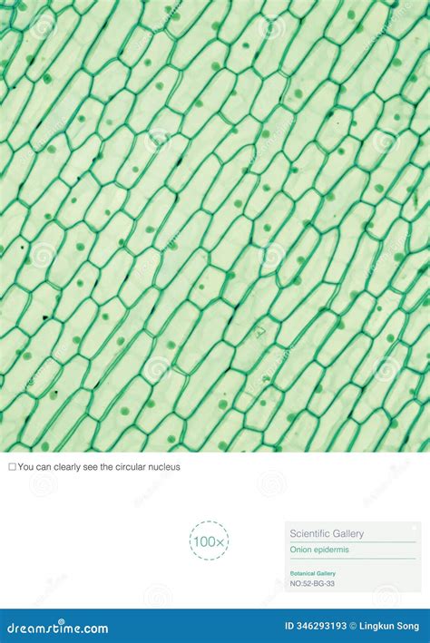 Onion epidermis stock image. Image of scientific, leaf - 346293193