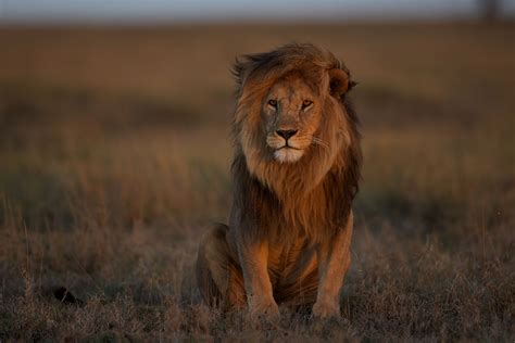 African Lion Pictures