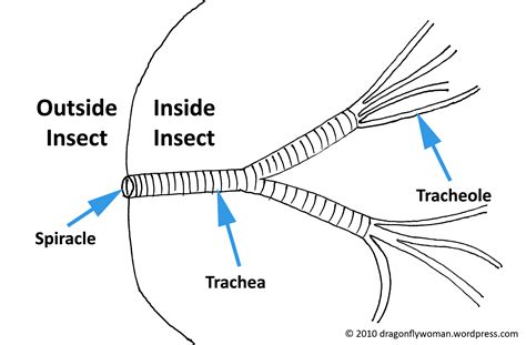 Science Sunday: A Respiration Refresher | The Dragonfly Woman