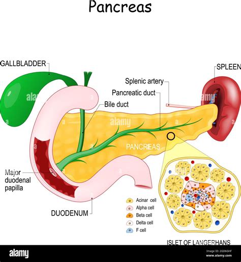 Relations Of Pancreas