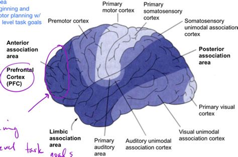10. Prefrontal Cortex & Emotions Flashcards | Quizlet