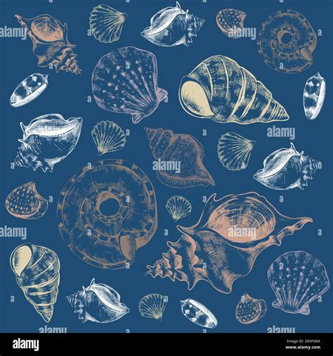 Seashell And Ocean Drawing