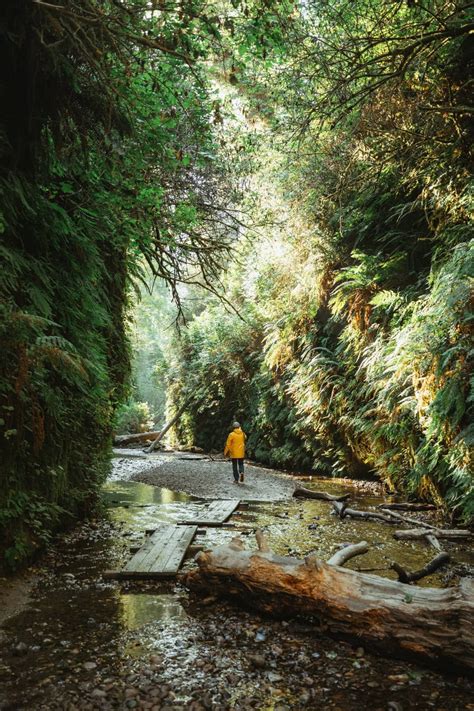 How to find fern canyon trail new 2023 permits details – Artofit
