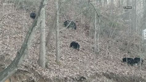 Aren't bears supposed to hibernate in the winter? | wbir.com