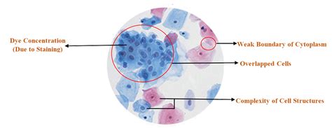 Microscopic Cell Imaging