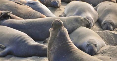 Image result for Intrasexual Selection Drawing