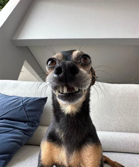 Humorous Dogs 的图像结果