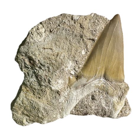 Shark Tooth in Rock – CrystalCaveIndia