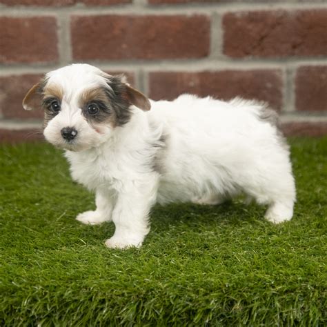 Ace - Yorkshire Terrier Puppy for Sale in Dundee, OH | Lancaster Puppies