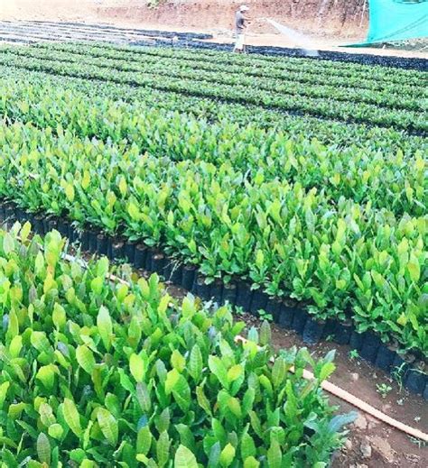 Kaju Plants Manufacturer,Kaju Plants Supplier and Exporter from Mumbai ...