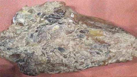 Whale Vomit: As precious as diamonds and gold, why is the vomit of this ...