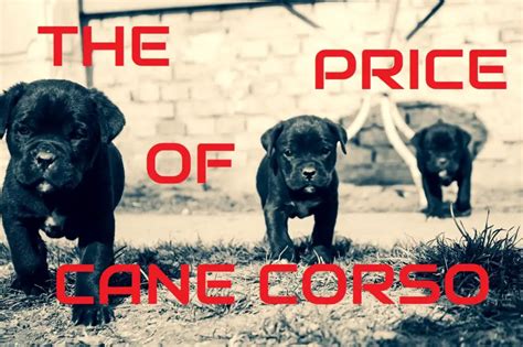 Cane Corso Cost 的图像结果