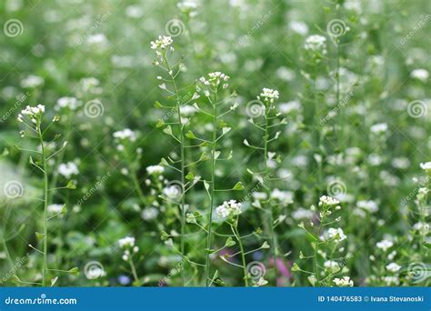 Field Of The Shepherd`s Purse Plant - Capsella Bursa-pastoris Stock ...