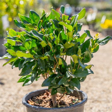Wax Leaf Privet | Hedge Trees | Moon Valley Nurseries