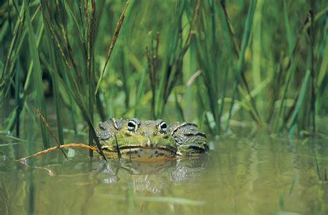 Image result for African Bullfrog vs Python